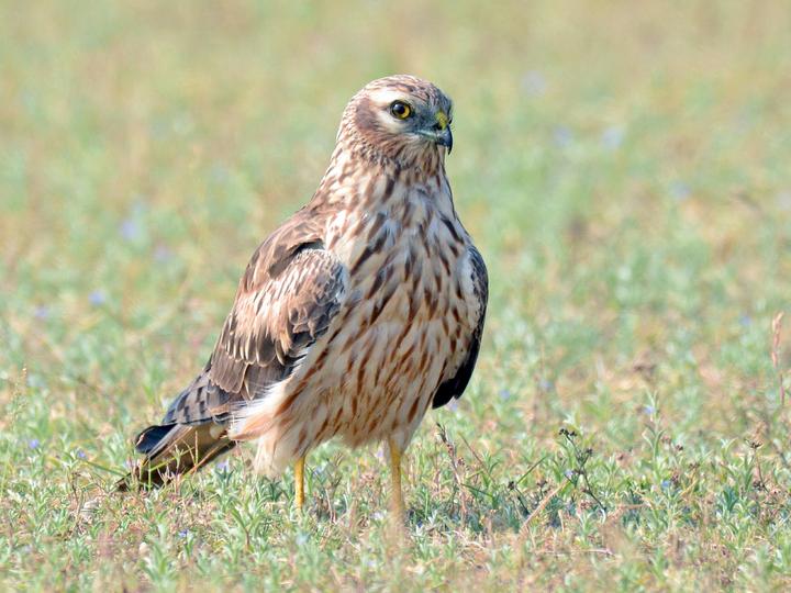 Montagu's Harrier