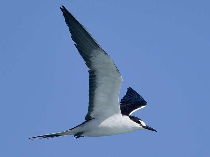 Sooty Tern