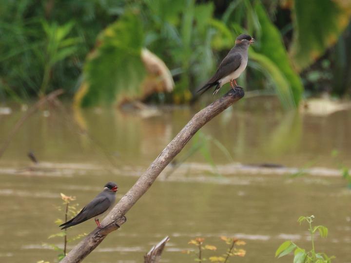 Rock Pratincole