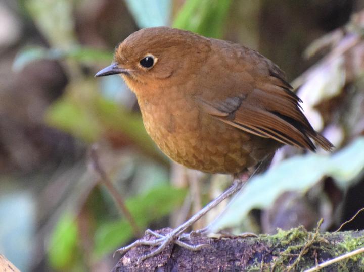 Urubamba Antpitta
