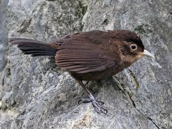 Sooty Babbler
