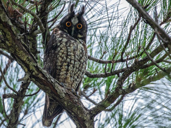 Stygian Owl