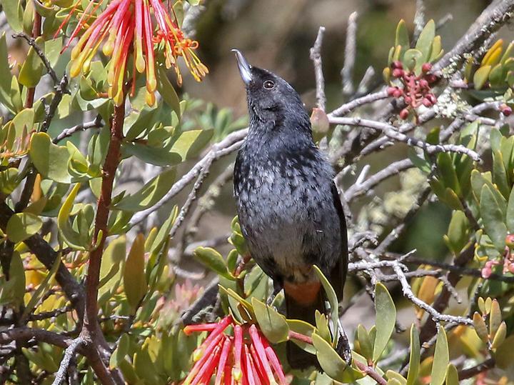 Grey-bellied Flowerpiercer