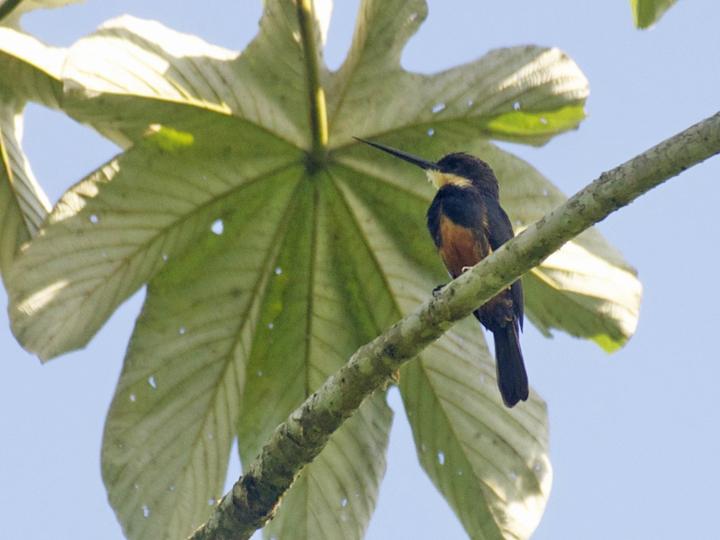 Dusky-backed Jacamar