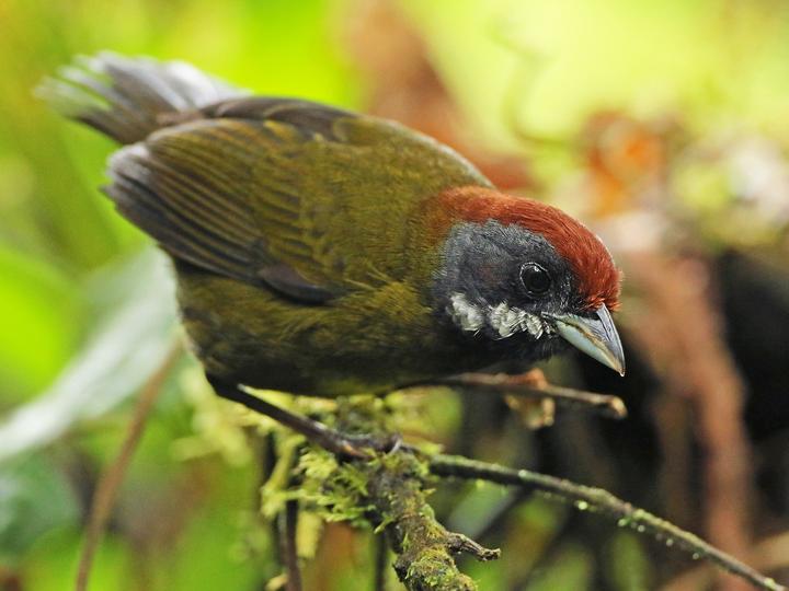 Sooty-faced Finch