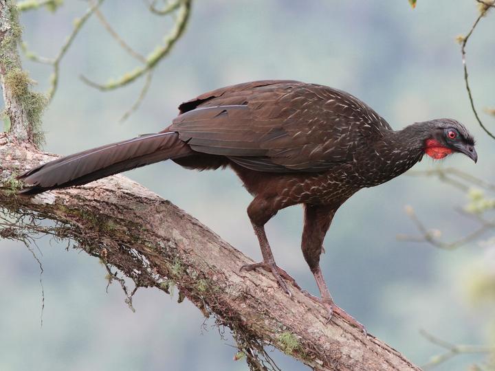 Dusky-legged Guan