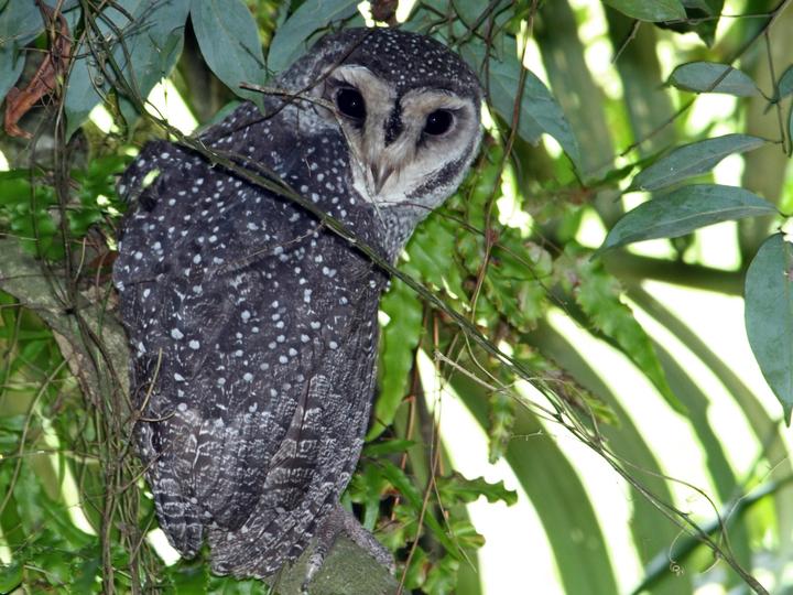 Greater Sooty Owl