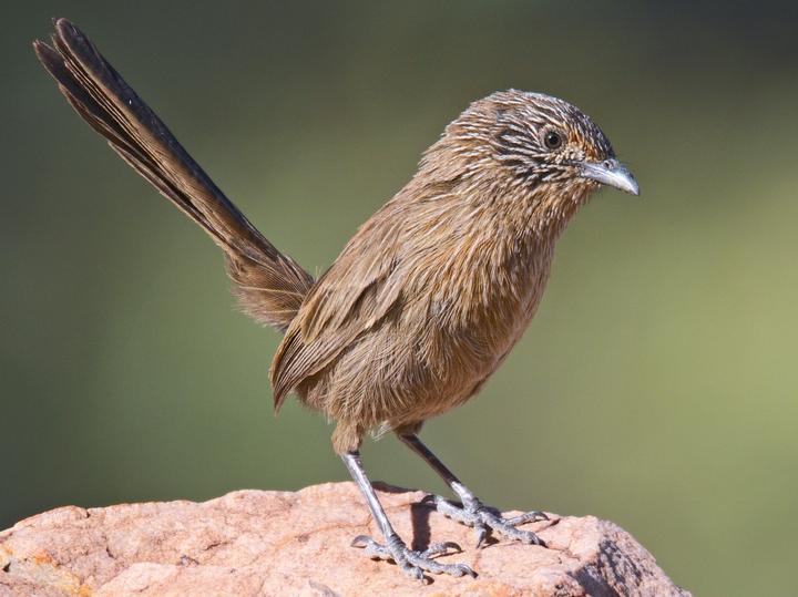 Dusky Grasswren