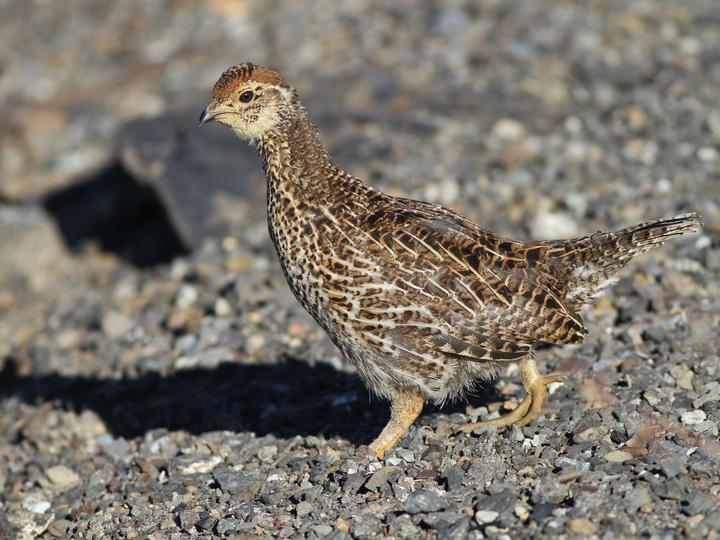 Sooty Grouse