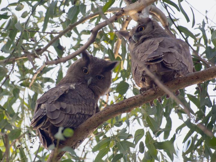 Dusky Eagle-Owl