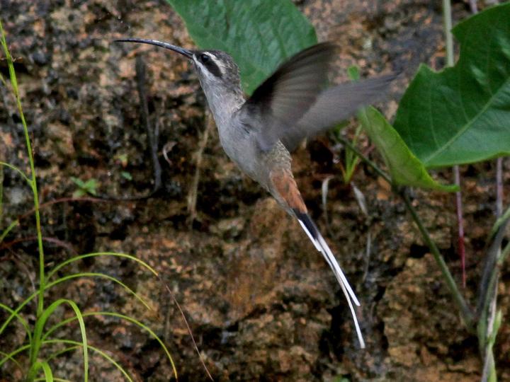 Sooty-capped Hermit