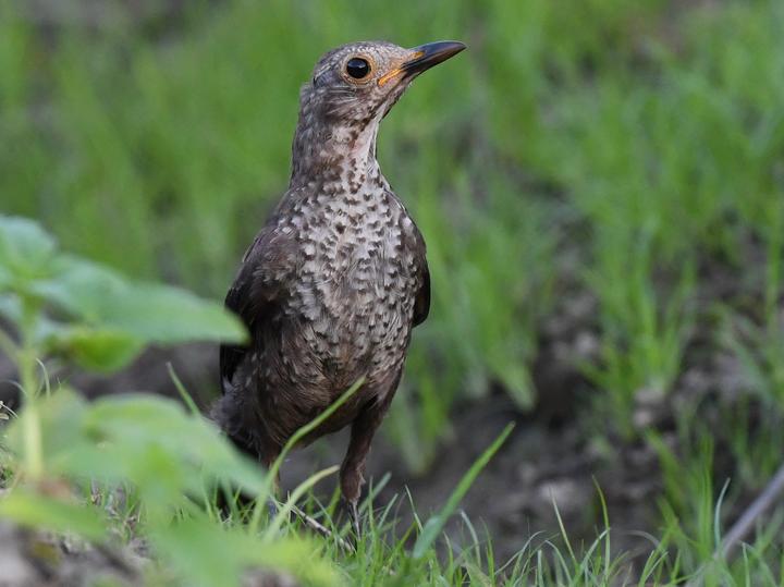 Chinese Blackbird