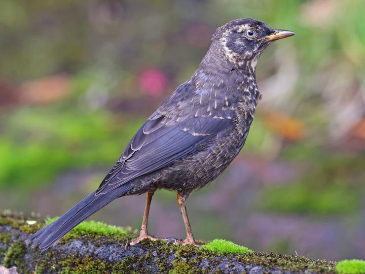 Sooty Thrush