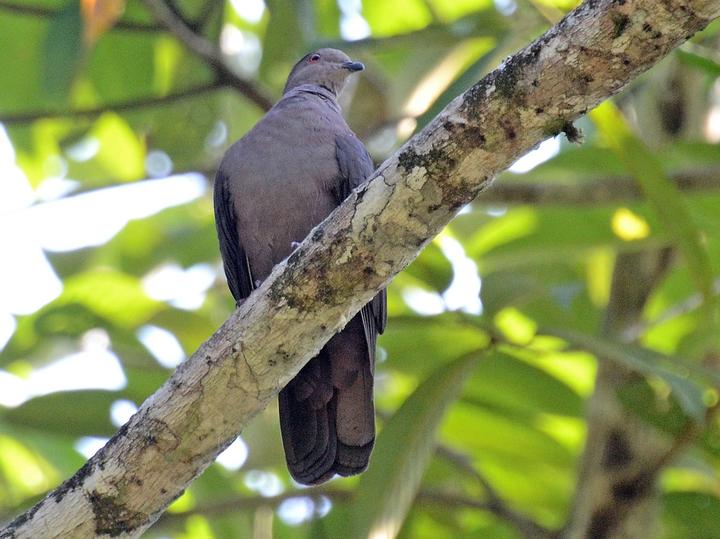 Dusky Pigeon