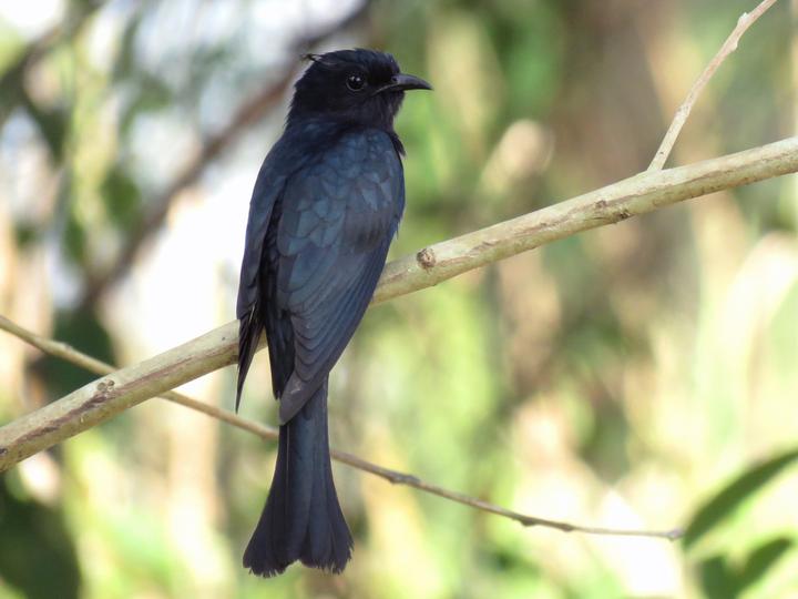 Square-tailed Drongo-Cuckoo
