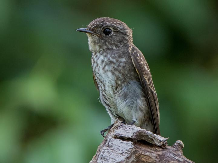 Dark-sided Flycatcher