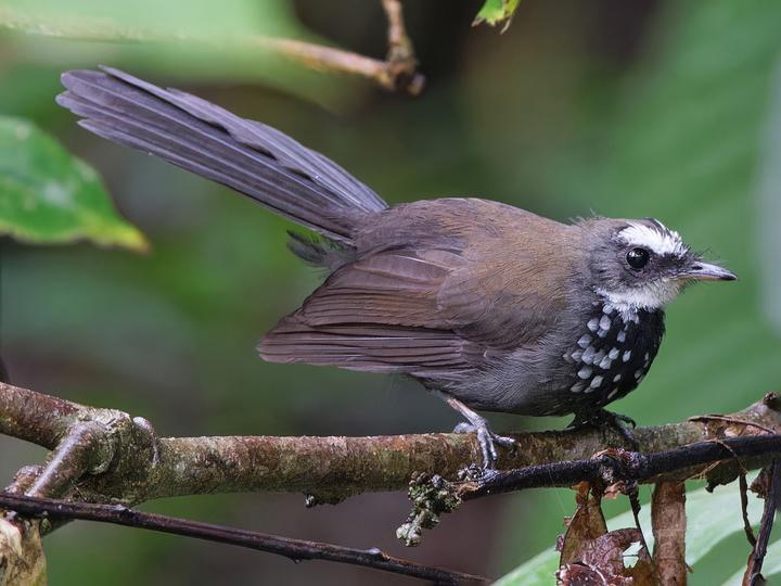 Sooty Thicket Fantail