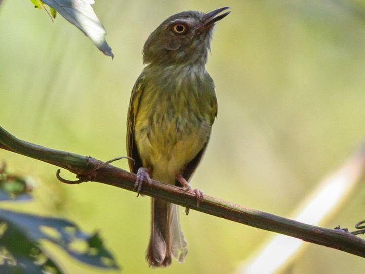 Johannes's Tody-Tyrant