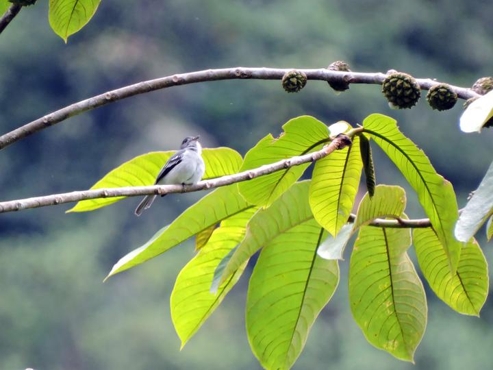 Choco Elaenia