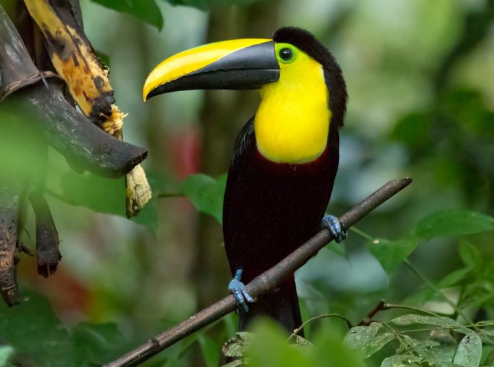 Choco Toucan