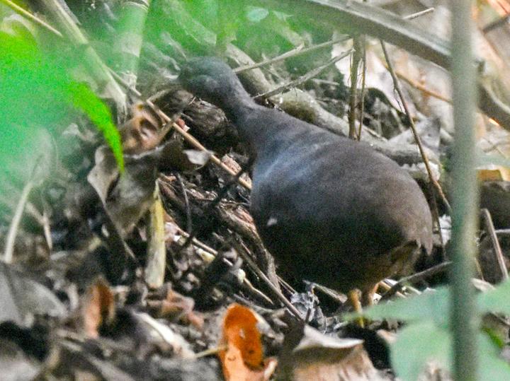 Choco Tinamou