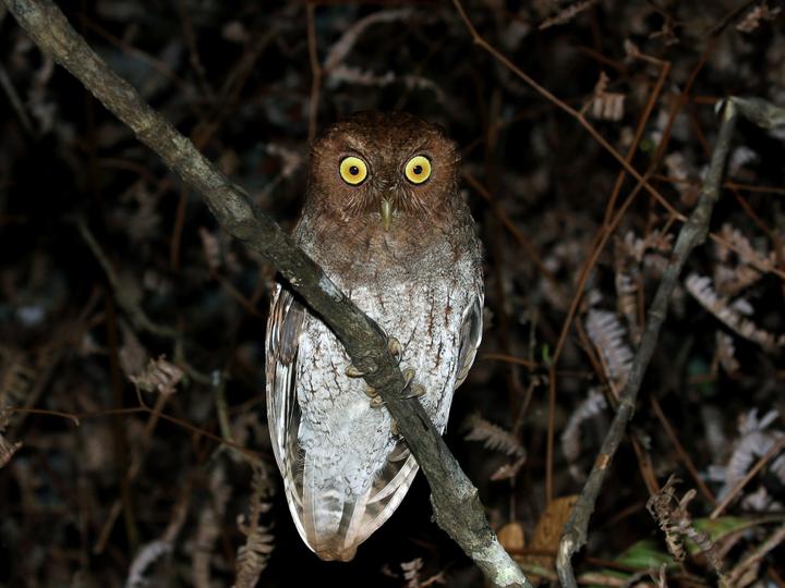 Choco Screech Owl