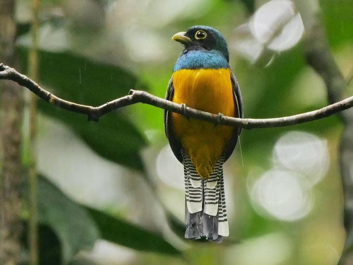 Choco Black-throated Trogon