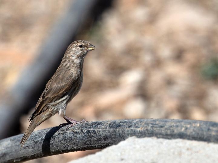 Yemen Serin
