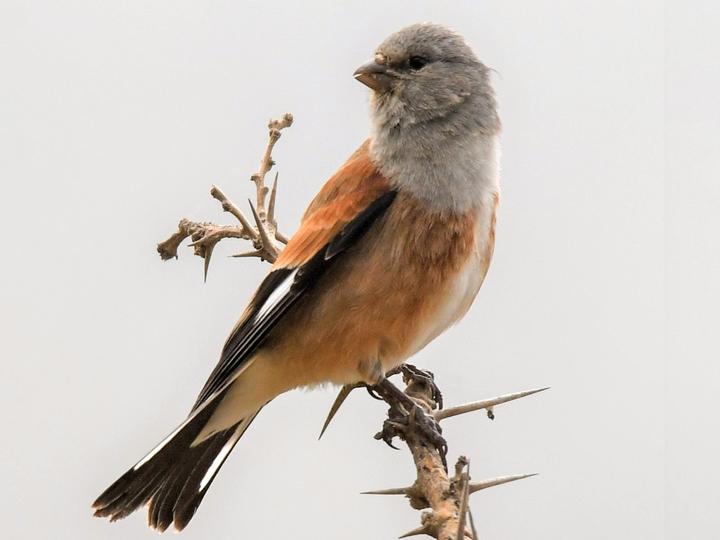 Yemen Linnet