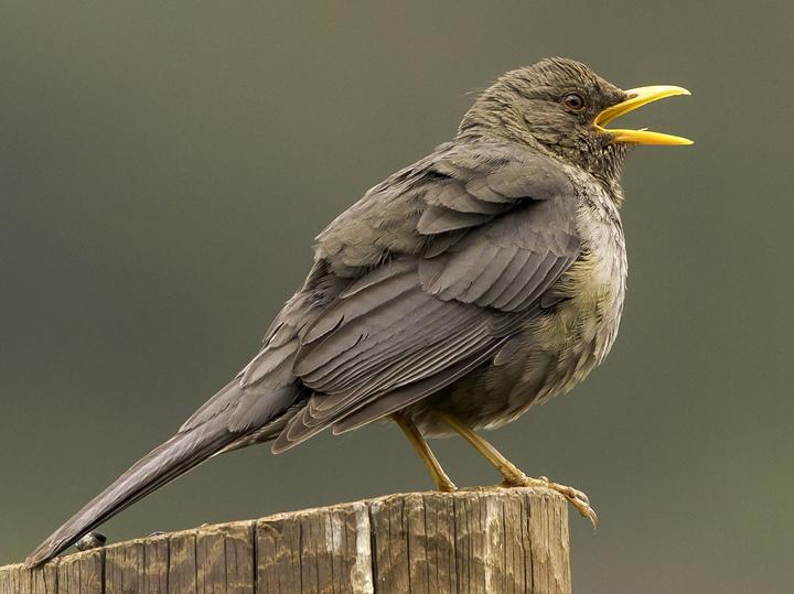 Yemen Thrush