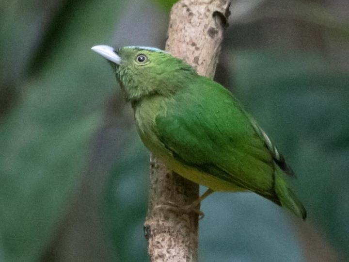 Opal-crowned Manakin