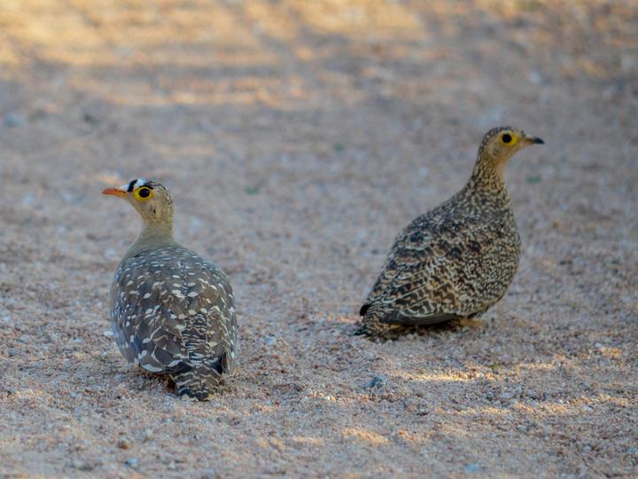 Double-banded Sandgrouse