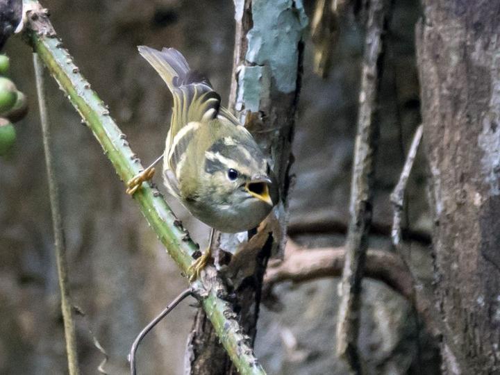 Chinese Leaf Warbler