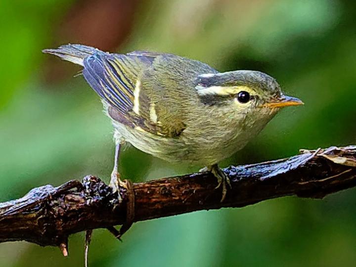 Davison's Leaf Warbler
