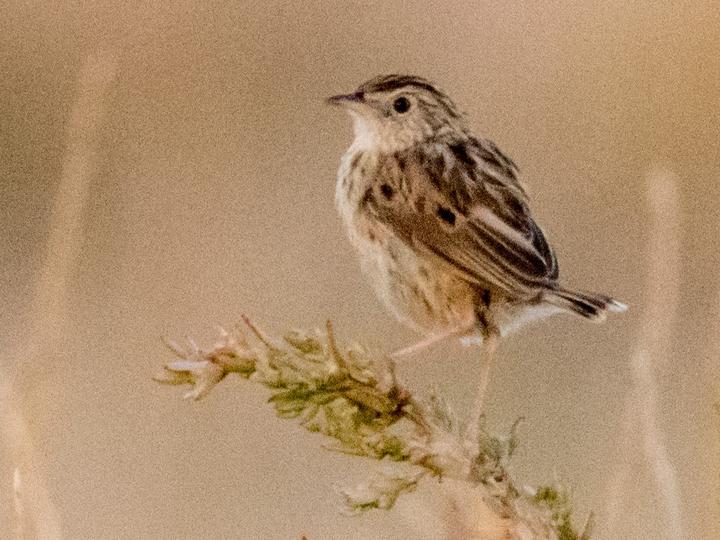 Cloud Cisticola