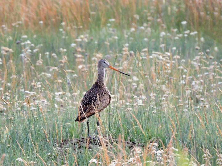 Marbled Godwit