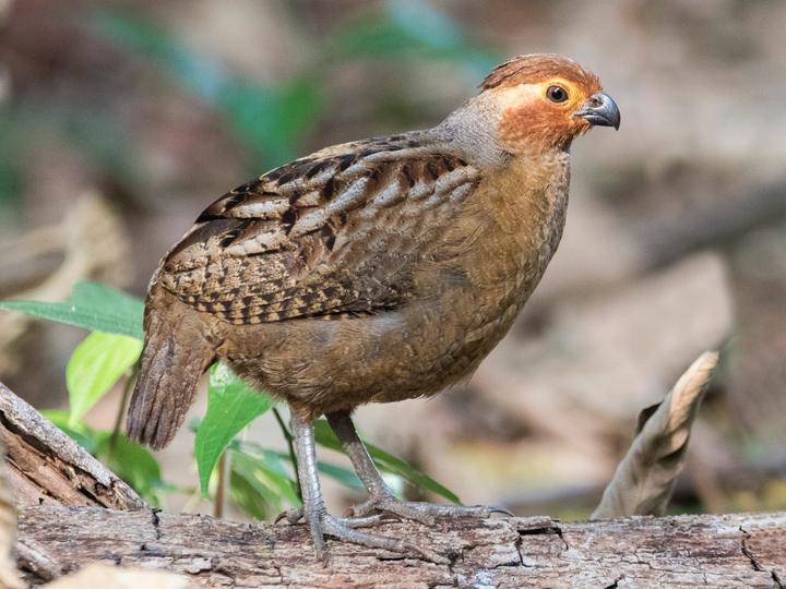 Marbled Wood Quail