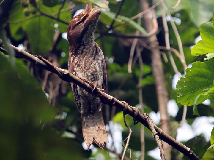 Marbled Frogmouth
