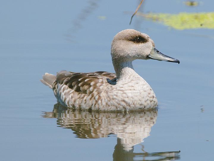 Marbled Duck