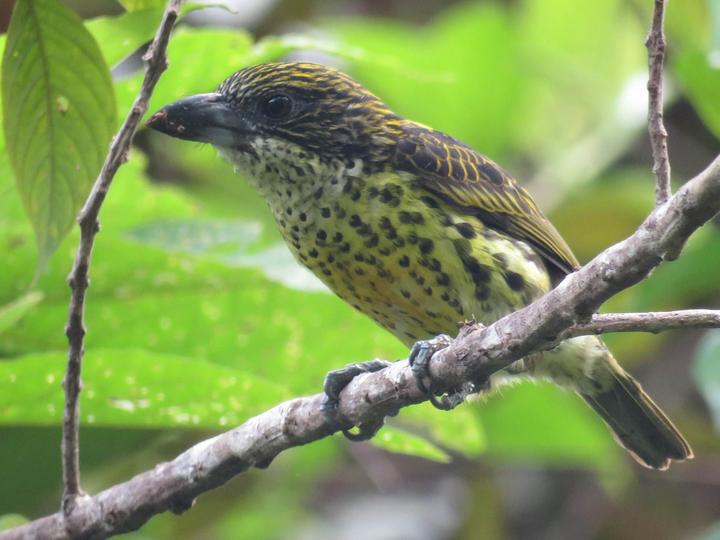 Five-colored Barbet