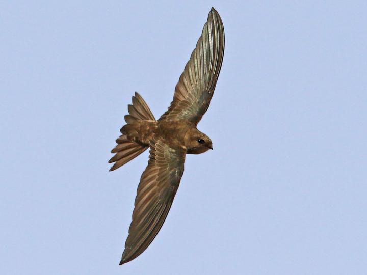 Cape Verde Swift