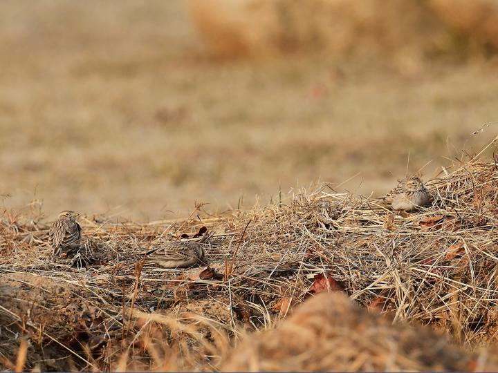 Asian Short-toed Lark