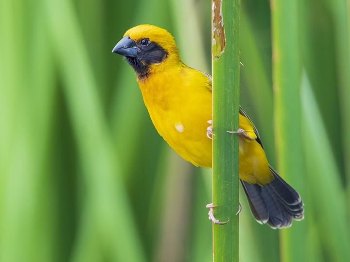 Asian Golden Weaver