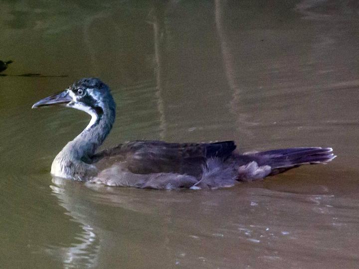 Masked Finfoot
