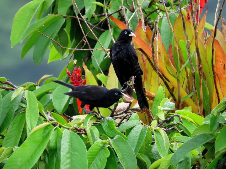 Subtropical Cacique
