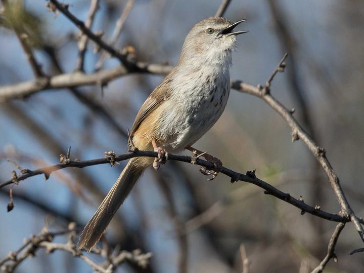 Namaqua Warbler