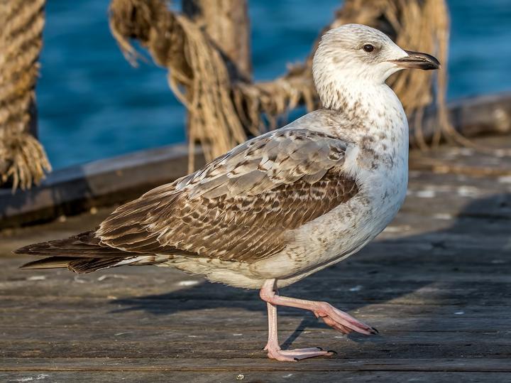 Armenian Gull