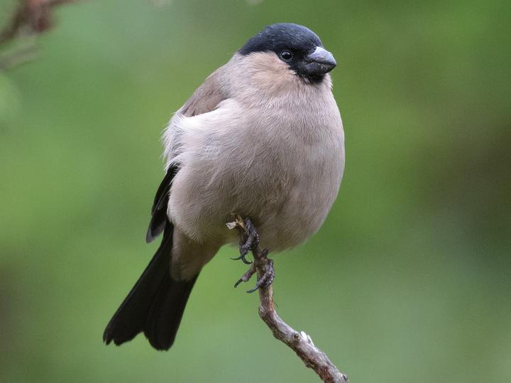 Azores Bullfinch