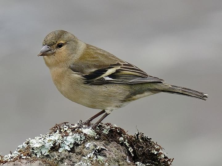Azores Chaffinch