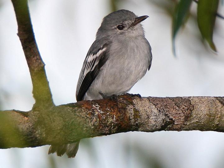 Amazonian Elaenia